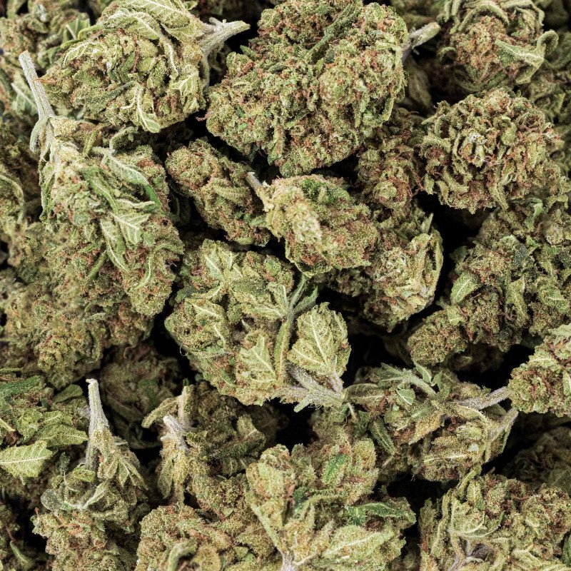 Small Bud Critical x Amnesia 2.0 – 12%