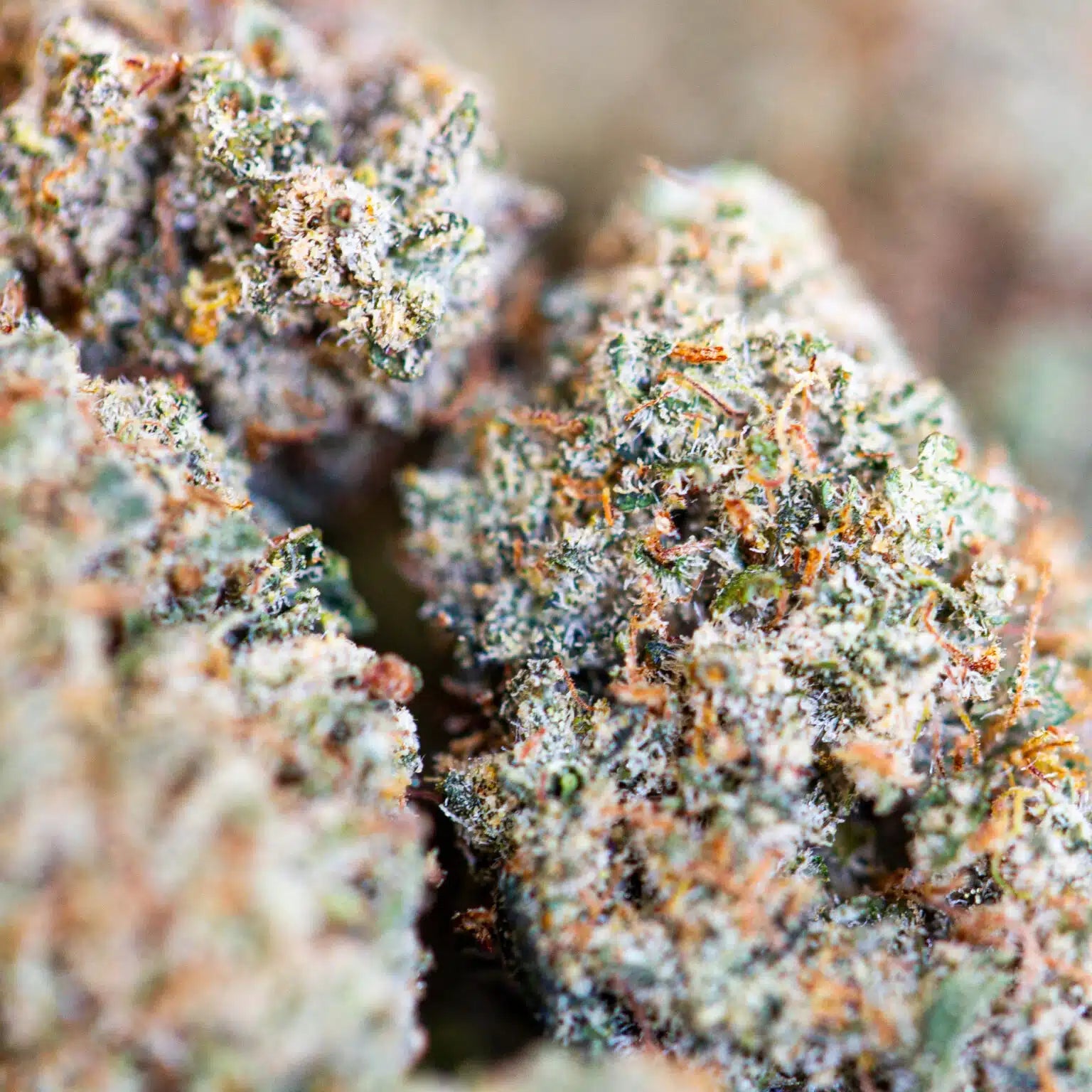 Critical+ 2.0 CBD – 8% Fleur Suisse