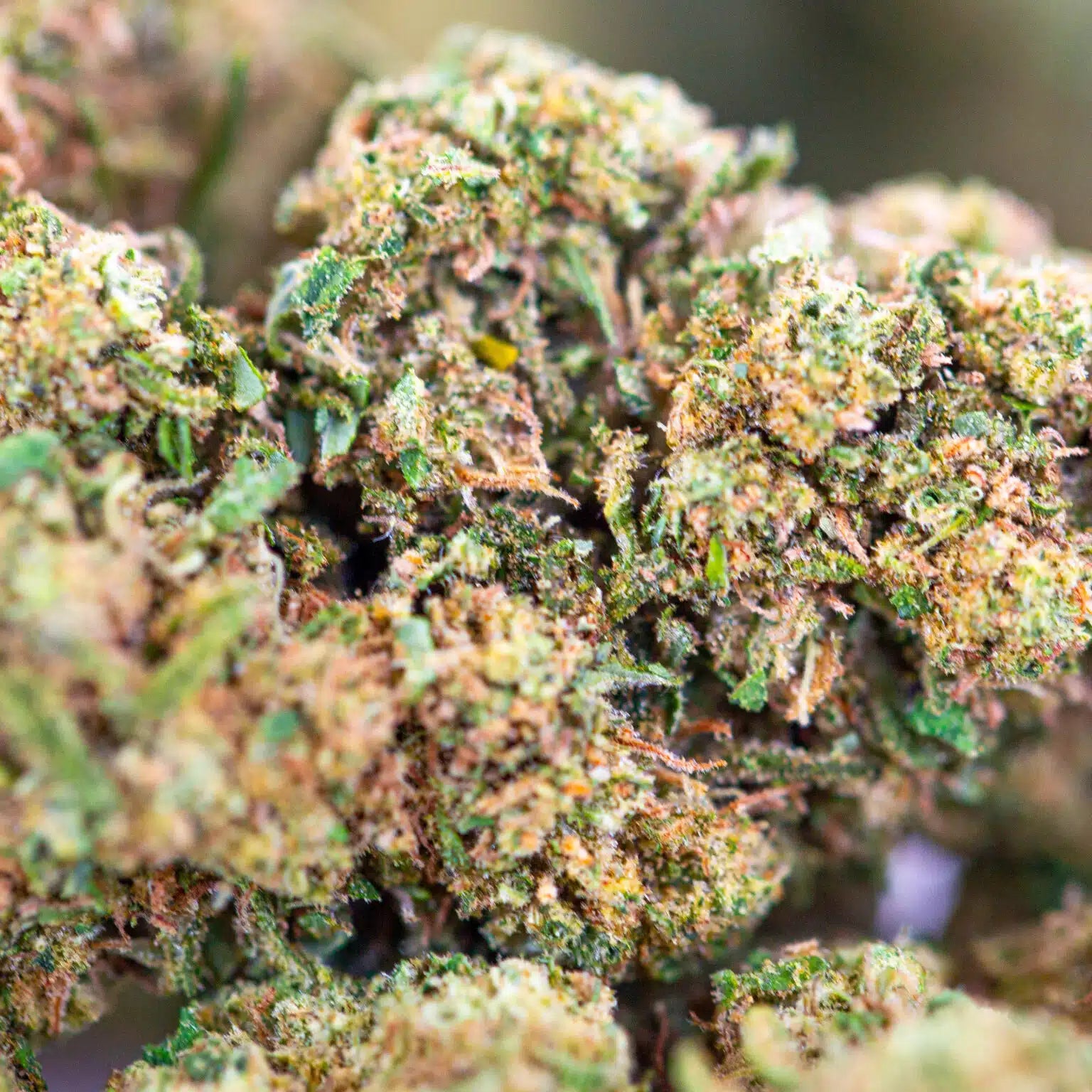 White Widow CBD – Bud Mix Glass-House Italie