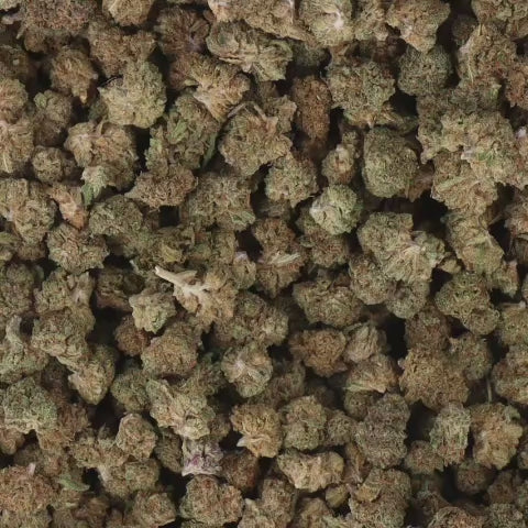 Critical Kush CBD Small Bud Indoor 15% – fleurs CBD premium USA compactes et aromatiques disponibles sur HempLyfe